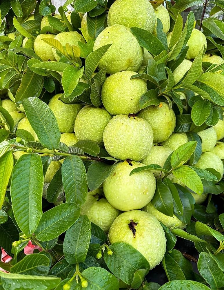 Taiwan Pink Guava 1313 (તાઇવાન પિંક જામફળ)
